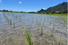 旭米　10年以上の自家採種　自然栽培米　30キロ玄米