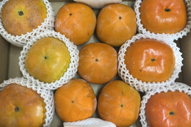 幻の早生柿3種類　食べ比べセット(家庭用3キロ)