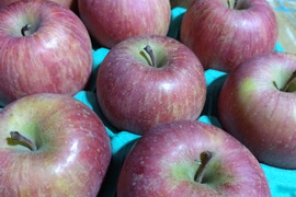 まさにTheりんごの味！葉取らずふじ食べやすい中小玉3kg箱