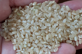 淡路島産コシヒカリ(玄米)５kg　令和５年産