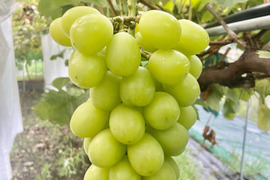 【数量限定】朝採れ新鮮!!シャインマスカット2房(約1kg)