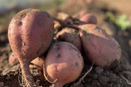 蜜たっぷり✨安納芋🍠✨5kg
農薬・化学肥料不使用　Sweet potatoes Annou imo