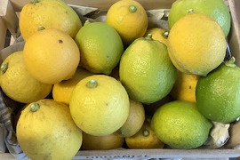 【栽培期間中農薬不使用！】知多半島産レモン２㎏(品種いろいろ)