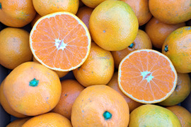 有機柑橘はるみ