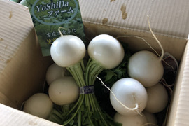 石井食品おまけ付　多数メディア出演！「彩の国のかぶ」約3kg　川越市品評会特別賞受賞