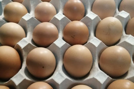 4個セット　免疫力の持った種卵を生産し丈夫なヒヨコから新鮮な有精卵
