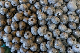 ＜自然栽培の生ブルーベリー　１ｋｇ＞肥料不使用、農薬も不使用、きめ細かな食感で美味の≪ハイブッシュ系生ブルーベリー≫を八ヶ岳南麓よりお届します