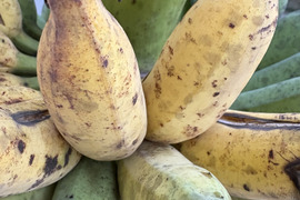 沖縄県産アップルバナナ　約3k (栽培期間中農薬肥料不使用)