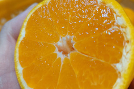 有田みかん【ゆららLサイズ以上】5kg（箱込）