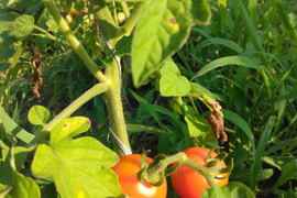 自然農園の健康やさい！　夏野菜珠玉の6品セット