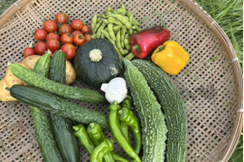 兵庫県丹波市から！栽培期間中農薬不使用の野菜セット（７品程度）