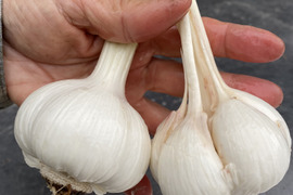 【嘉禎 生ニンニク10㎏】フルボ酸×有用微生物　バイオスティミラント育ちの予約販売