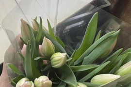 【期間限定】日持ち処理済！新潟の『チューリップ』切花（桃に白/橙）各10本