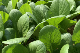 JAS認証　有機栽培　小松菜(1kg)
