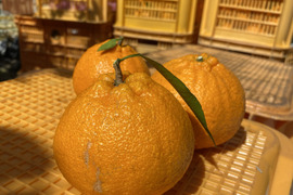 2026年収穫　大ぶり果実の瀬戸内　傷ありご家庭向け　しらぬい 4kg