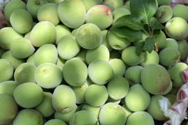 🟢もぎたて青梅🟢高知産自然農⭐️カリカリ‼️中〜大きめ2キロ農薬除草剤なし