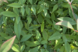 メール便【期間限定⭐️】新鮮南天(なんてん)の葉　料理の飾りに🎍
