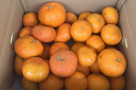 訳あり せとか＆甘平5kgセット