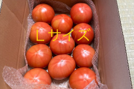 昔ながらのトマト🍅80サイズ箱詰め(Ｌ玉)