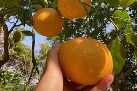 自然栽培　夏みかん　樹齢50年以上の木