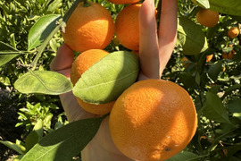 【冬ギフト】年末年始　山畑有田みかん10kg