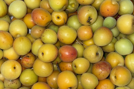 箱込み2kg 小梅（完熟）栽培期間中に農薬・化学肥料不使用