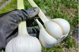 2026年産◆新にんにく◆農薬·化成肥料不使用