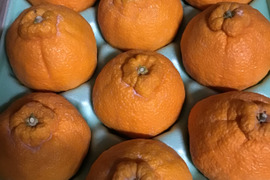 熊本県の不知火で産地直送の商品｜食べチョク｜産地直送(産直)お
