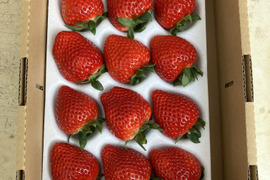 埼玉県産　かおりの