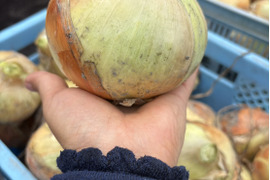 佐賀県産新玉ねぎ大玉10ｋｇ