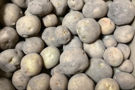【値下げ】子どもの野菜　栽培期間中農薬不使用・自然栽培新ジャガ小粒キタアカリ（10㎏）