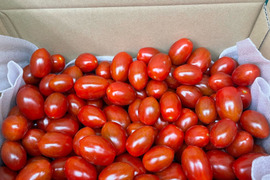 ミニトマト　栃木県産『フラガール』約1.9kg