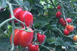 農薬、化学肥料不使用で安心！ミニトマト『アイコ』と『TY千果』の詰め合わせ1kg（各500g）