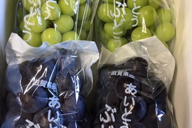 朝採りで厳選！その日に発送【贈答用シャインマスカットとピオーネ】４房入り箱