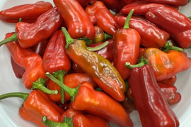 パドロン　　赤　【農薬不使用露地栽培】  パドロン　スペイン野菜　  500g