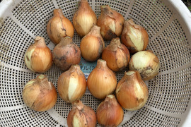 まぁちゃんふぁーむへのレビュー・商品：佐賀県｜食べチョク｜産地直送