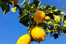 レモン ご家庭用(2.5kg)