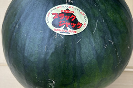 西瓜予約販売8月20日前後から発送、自根苗種無しスイカブラックジャック2Lサイズ以上1玉入り