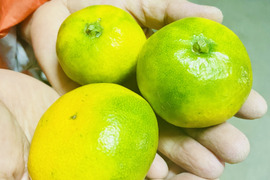 数量限定！2025年の初物みかん！
西果樹園の【極早生みかん2.5kg】