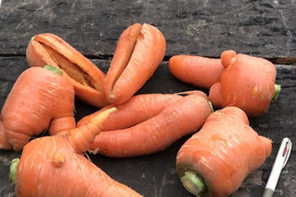 【B級品】人参　1kg★生のままガブっと齧りつきたい★無農薬無化学肥料栽培★形がイマイチなのでお値下げ品