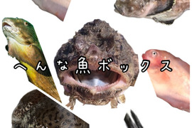 へんな魚ボックス【未利用魚オンリー】魚種指定不可、お届け日指定不可の商品です