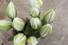 【期間限定】日持ち処理済！新潟の『チューリップ』切花（白/黄）各10本