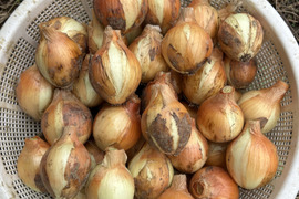 まぁちゃんふぁーむへのレビュー・商品：佐賀県｜食べチョク｜産地直送
