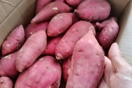 農園晴晴のベニハルカ｜掘りたてから冬の甘さへ｜農薬不使用・5kg