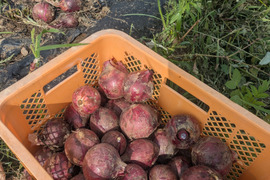 【栽培期間中農薬不使用】赤玉ねぎ5キロ