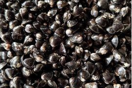 【朝どれ】わけありお得なおまかせしじみ10kg
