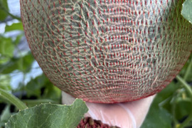 至高の自然栽培メロン大2kg