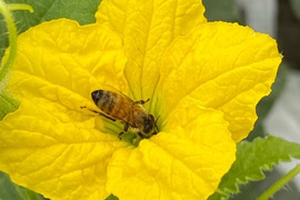 ★特大肥後グリーン２玉入★　
資材高騰中ですが値下げしました‼
