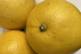 土佐文旦（ご家庭用）　９kg　化学系農薬不使用の安心を