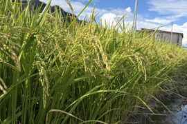 にじのきらめき　玄米　除草剤不使用